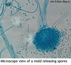 Microscope View of Mold Releasing Spores